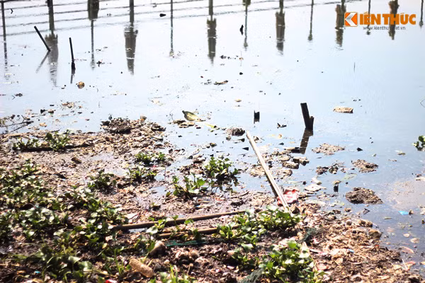 Thời tiết nắng nóng càng làm rác thải xung quanh các du thuyền bốc mùi hôi thối nồng nặc.