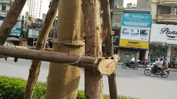 Công ty TNHH MTV Công viên cây xanh Hà Nội đã dùng 4 cọc gỗ dài để chống và 3 đoạn gỗ ngắn buộc theo hình tam giác để giúp cây khỏi đổ.