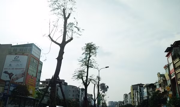 Những cây phượng vỹ mới được trồng trên con đường "đắt nhất hành tinh".