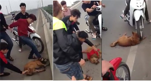 Đám thanh niên chạy xe máy lên Cầu Vĩnh Thịnh, bủa vây một con chó vàng đi lạc và liên tục hành hạ nó bằng những động tác man rợ. Bọn chúng còn lấy cờ Tổ quốc buộc mõm chó khiến hầu hết người xem video phẫn nộ. Vụ việc trở nên nghiêm trọng đến mức cư dân mạng quốc tế cũng bức xúc và treo thưởng cho người tìm ra đám thanh niên hành hạ chó dã man này.