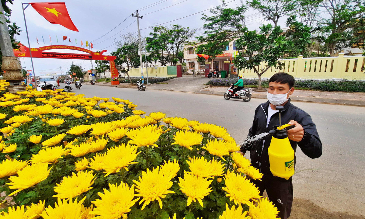 Cũng như mọi năm, dịp xuân Giáp Thìn 2024, có rất nhiều loại hoa như mai, cúc, quất,... được chở từ đất liền ra đảo Lý Sơn để phục vụ nhu cầu trang trí ngày Tết của người dân.