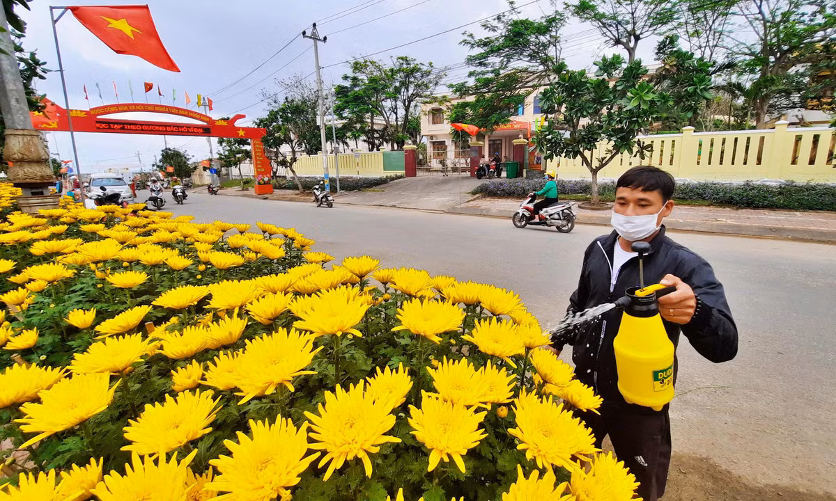 Cũng như mọi năm, dịp xuân Giáp Thìn 2024, có rất nhiều loại hoa như mai, cúc, quất,... được chở từ đất liền ra đảo Lý Sơn để phục vụ nhu cầu trang trí ngày Tết của người dân.