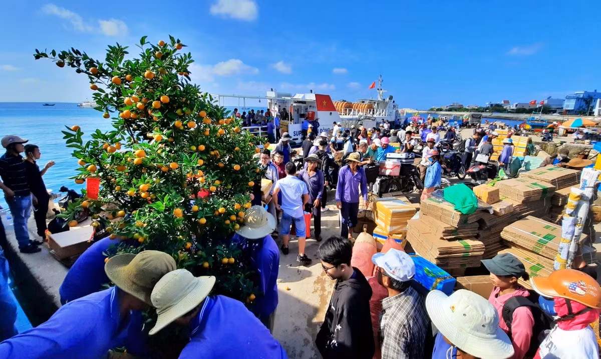 Có người kỳ công hơn, tự mua quất từ đất liền để mang về đảo Lý Sơn.