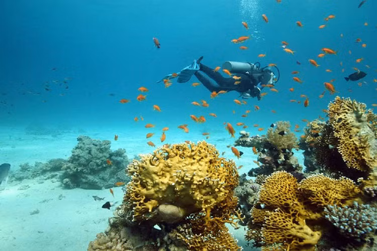 11. Mò ngọc trai ở Bahrain: Bahrain là nơi có truyền thống mò ngọc trai từ bao đời. Ngày Valentine họ có tổ chức những tour du lịch lặn xuống biển. Và du khách hoàn toàn có thể giữ lại ngọc trai nếu may mắn tìm thấy. Tại đây cũng có nhiều khách sạn và dịch vụ spa để các cặp đôi thư giãn. Giá: 98$/ người