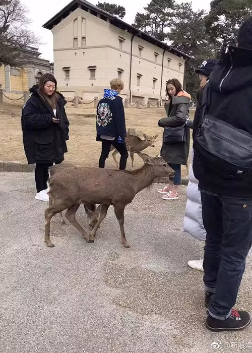 Quan Hiểu Đồng và bạn trai được bắt gặp bên nhau tại một công viên ở Nhật Bản. Ảnh: Weibo