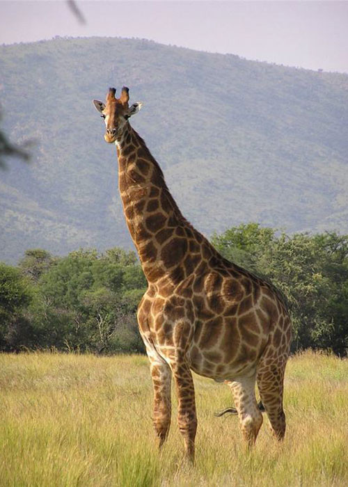 Chú hươu cao cổ như lùn xuống bởi thân hình béo phì của mình.