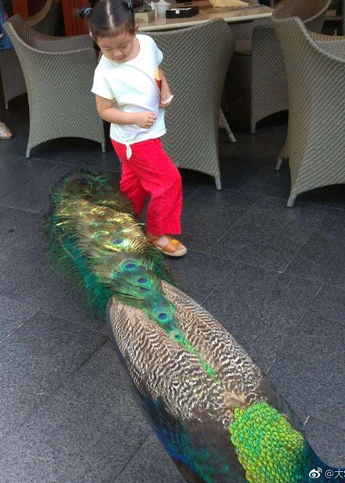 Hình ảnh bé Uông Hy Nguyệt - con gái của Đại S đứng ngắm nhìn chú công khiến cư dân mạng thích thú.