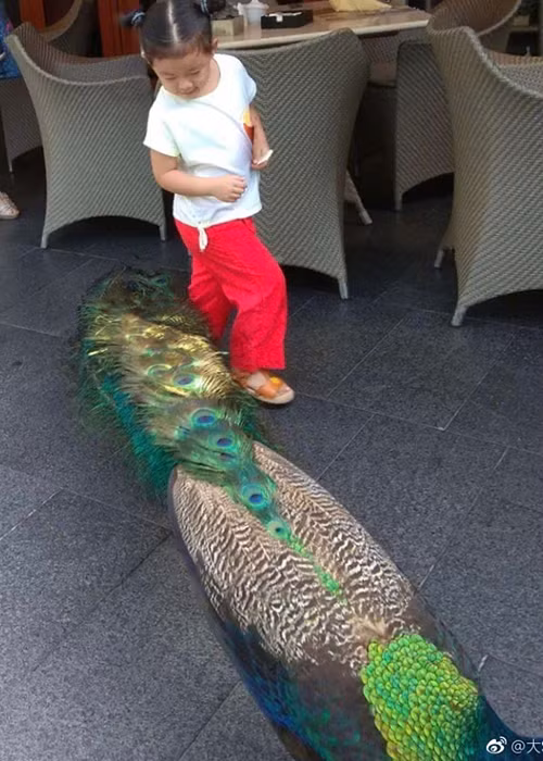 Hình ảnh bé Uông Hy Nguyệt - con gái của Đại S đứng ngắm nhìn chú công khiến cư dân mạng thích thú.