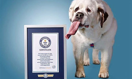 Chó Mochi và giấy chứng nhân kỷ lục Guinness thế giới 2007.