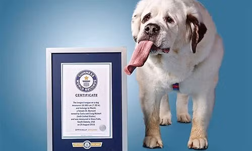 Chó Mochi và giấy chứng nhân kỷ lục Guinness thế giới 2007.