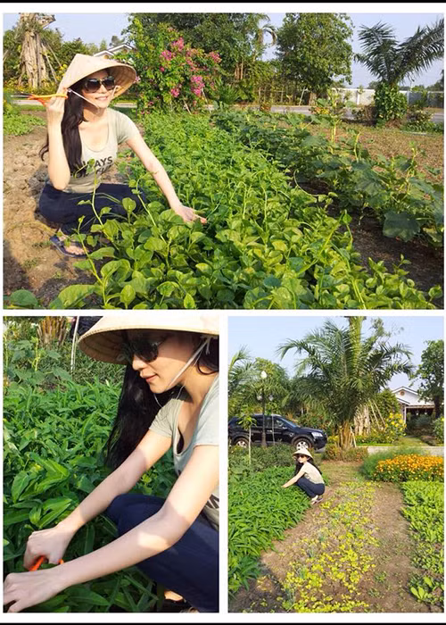 Ngô Mai Trang khoe vườn rau xanh tốt cận Tết Nguyên Đán.