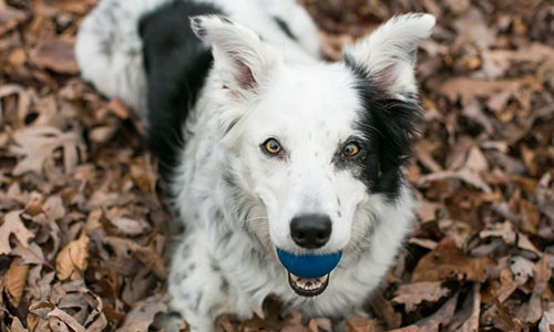 Chó Chaser biết được tới 1.022 từ của con người.