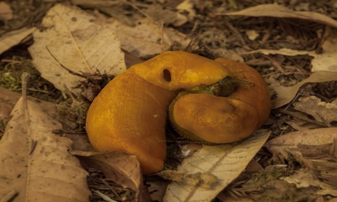 1. Sên chuối (banana slug) có cơ thể màu vàng và chiều dài cơ thể khoảng 25 cm. Sên chuối là động vật lưỡng tính, nghĩa là chúng đồng thời sử dụng cả cơ quan sinh sản đực và cái.