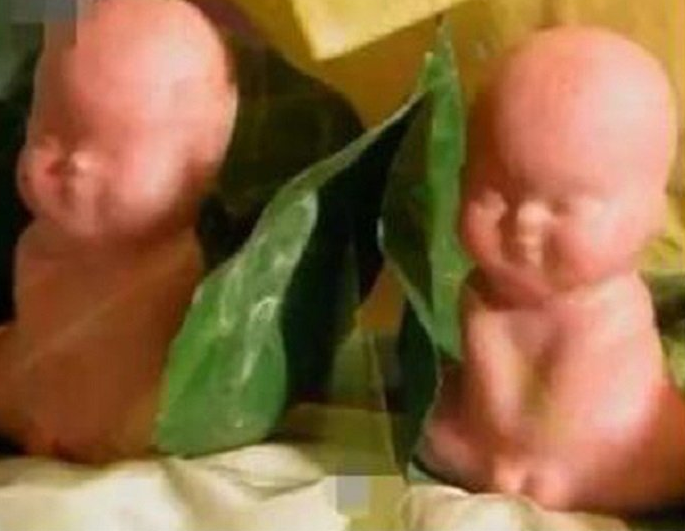 Cuối cùng chính là "tiên dược" nhân sâm. Nhân sâm trong vườn của Trấn Nguyên đại tiên dưới hạ giới tuy không quý bằng đào tiên trên thiên đình hay đan dược của Thái Thượng Lão Quân, những loại quả này "3000 năm mới nở hoa, 3000 năm mới kết quả, 3000 năm mới chín. Một vạn năm kết được hơn 30 quả.