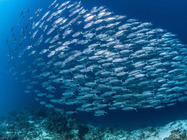  2. Cá: Di chuyển từ bầu trời cao xuống độ sâu của đại dương, có những ghi chép về một loài cá - cụ thể là cá trích Đại Tây Dương - tập hợp theo từng đàn hơn 4 tỷ con, bỏ xa "ứng viên" sáng giá nhất trước đó là chim bồ câu viễn khách.