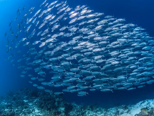  2. Cá: Di chuyển từ bầu trời cao xuống độ sâu của đại dương, có những ghi chép về một loài cá - cụ thể là cá trích Đại Tây Dương - tập hợp theo từng đàn hơn 4 tỷ con, bỏ xa "ứng viên" sáng giá nhất trước đó là chim bồ câu viễn khách.