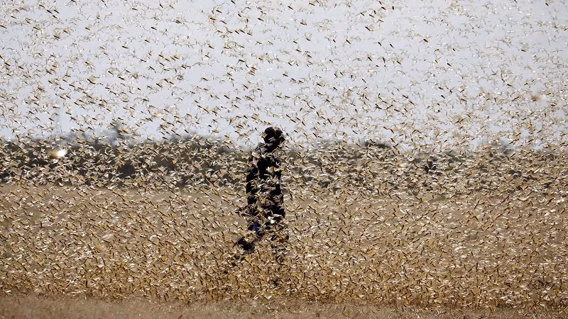 Đến mùa giao phối, châu chấu thường chọn những nơi có đất cứng, độ ẩm tương đối và ánh sáng mặt trời nhiều để đẻ trứng. Châu chấu thường tập trung đẻ trứng hàng loạt trên một phạm vi không lớn lắm.