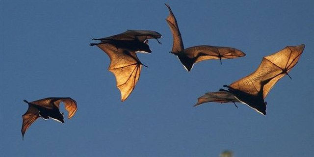  5. Dơi thường sống theo từng đàn lớn, có thể lên tới hàng triệu con. Đây là kết quả nghiên cứu khoa học cho thấy dơi là loài động vật có tính xã hội cao. Sau khi hình thành bầy đàn, chúng sẽ chia ra những nhóm nhỏ, gồm khoảng 20 con.