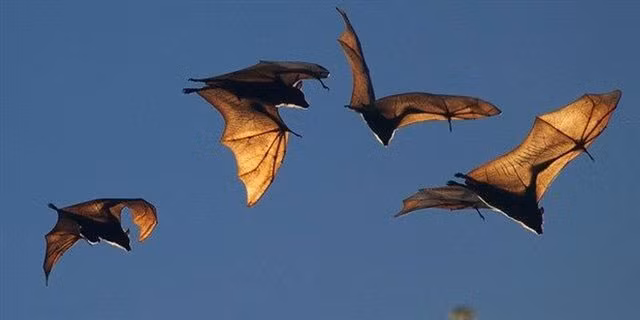  5. Dơi thường sống theo từng đàn lớn, có thể lên tới hàng triệu con. Đây là kết quả nghiên cứu khoa học cho thấy dơi là loài động vật có tính xã hội cao. Sau khi hình thành bầy đàn, chúng sẽ chia ra những nhóm nhỏ, gồm khoảng 20 con.