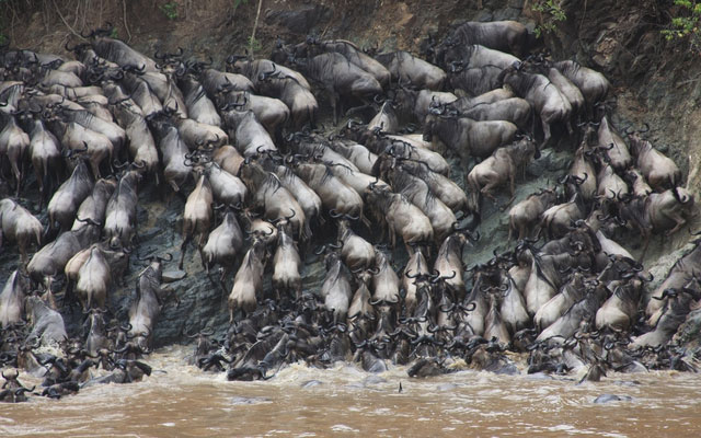 Trong quá khứ, chúng đã tụ tập thành bầy đàn hơn 1 triệu con, diễu hành khắp trảng cỏ trong nhiều tuần.