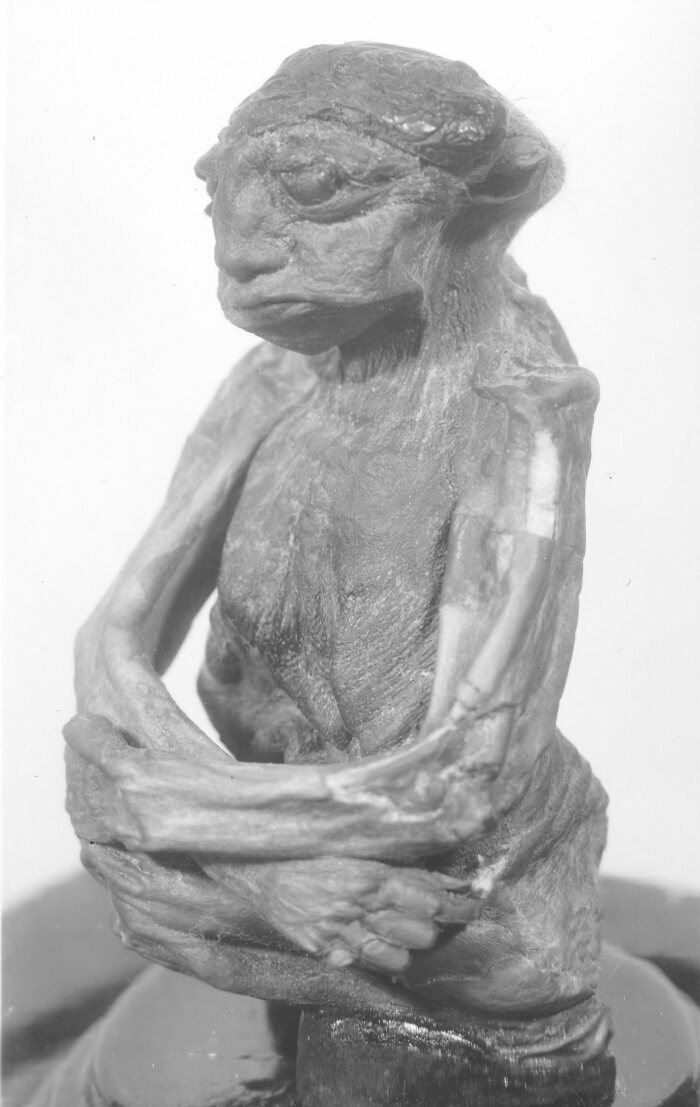 Nhóm các nhà khoa học thứ hai thì tin rằng hài cốt là của một người lớn. Nhóm này nói rằng kết quả chụp X-quang cho thấy những chiếc răng sắc nhọn và sự hiện diện của thức ăn trong dạ dày có vẻ là thịt sống. Vì thế họ cho rằng xác ướp Pedro là của một nam giới trưởng thành.