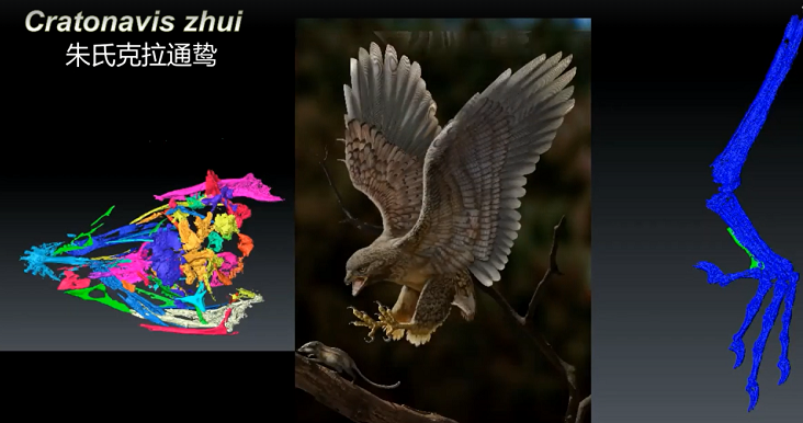 "Đặc điểm hộp sọ nguyên thủy nói lên thực tế rằng hầu hết các loài chim thuộc kỷ Phấn trắng như Cratonavis zhui không thể di chuyển mỏ trên của chúng một cách độc lập đối với nắp sọ và hàm dưới - một sự thay đổi về chức năng được thấy rộng rãi ở các loài chim còn sống, góp phần tạo nên sự đa dạng sinh thái to lớn của chúng", Tiến sĩ Li Zhiheng từ Viện Cổ sinh vật học Động vật có xương sống và Cổ nhân loại học (IVPP) của Viện Hàn lâm Khoa học Trung Quốc, tác giả chính của nghiên cứu, giải thích.