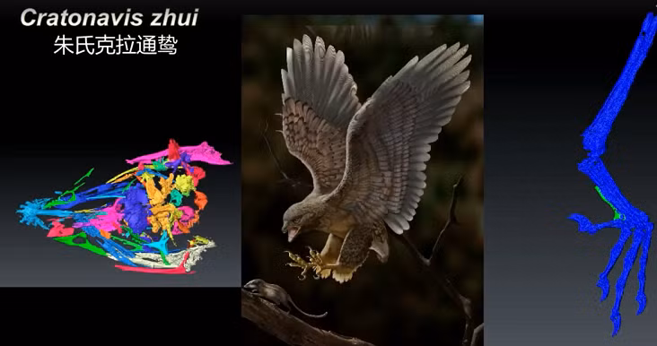 "Đặc điểm hộp sọ nguyên thủy nói lên thực tế rằng hầu hết các loài chim thuộc kỷ Phấn trắng như Cratonavis zhui không thể di chuyển mỏ trên của chúng một cách độc lập đối với nắp sọ và hàm dưới - một sự thay đổi về chức năng được thấy rộng rãi ở các loài chim còn sống, góp phần tạo nên sự đa dạng sinh thái to lớn của chúng", Tiến sĩ Li Zhiheng từ Viện Cổ sinh vật học Động vật có xương sống và Cổ nhân loại học (IVPP) của Viện Hàn lâm Khoa học Trung Quốc, tác giả chính của nghiên cứu, giải thích.