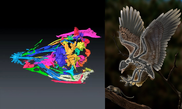 Xương vai của chúng cũng thể hiện những đặc điểm tiến hóa dở dang, cho thấy chúng đang nỗ lực thay đổi để sở hữu khả năng bay linh hoạt hơn, giống một kiểu thử nghiệm về hình thái.