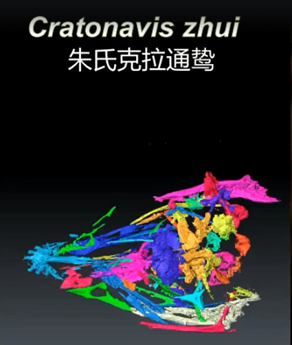 Nghiên cứu cũng cho thấy xương bàn chân đầu tiên của Cratonavis đã được chọn lọc trong quá trình chuyển đổi giữa khủng long và chim để có chiều dài ngắn hơn, chưa bằng 1/4 chiều dài của xương bàn chân thứ hai. Sau đó, nó mất khả năng tiến hóa khi đạt đến kích thước tối ưu.