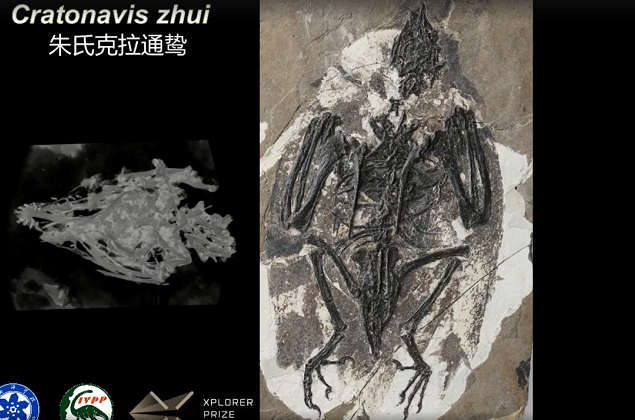 Theo đồng tác giả Zhou Zhonghe, Tiến sĩ tại IVPP, các hình thái bất thường của xương bả vai và xương bàn chân ở Cratonavis làm nổi bật độ linh hoạt của bộ xương ở những loài chim sơ khai.