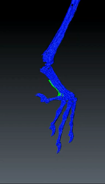 Thay đổi trong các yếu tố này cho thấy khả năng tiến hóa cụ thể của chúng do tương tác giữa sự phát triển, chọn lọc tự nhiên và cơ hội sinh thái.