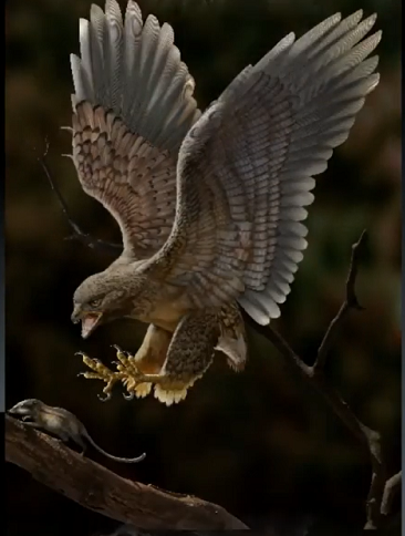 "Chúng tôi theo dõi những thay đổi của xương bả vai xuyên suốt quá trình chuyển đổi từ khủng long chân thú sang chim và nhận thấy xương bả vai dài ra có thể làm tăng lợi thế cơ học của cơ đối với việc co/xoay xương cánh tay, giúp bù đắp cho khả năng bay kém phát triển ở loài chim sơ khai này", Wang nói.