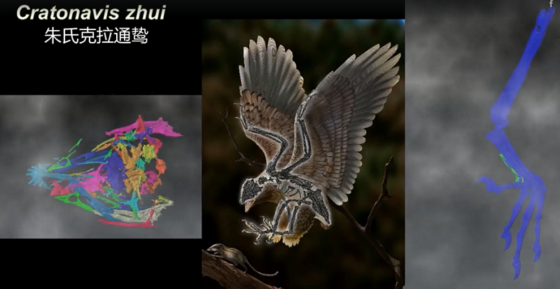 Với các đặc điểm đó, mẫu vật đã cung cấp một mảnh ghép thú vị cho bức tranh tiến hóa của loài chim, một cái gì đó hoàn thiện hơn những con chim giống khủng long đầu tiên nhưng vẫn chưa trút bỏ được hết đặc điểm bò sát.