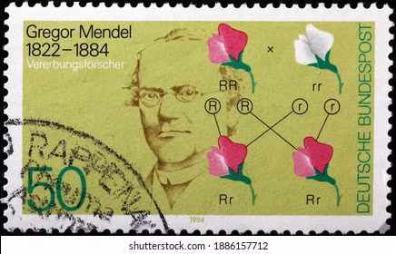 Hàng ngàn năm nay, nông dân đã biết về cách lai tạo động thực vật. Nhưng lần đầu tiên, công trình nghiên cứu của Mendel thiết lập các quy luật di truyền sinh học. Ngày nay, quy luật này được gọi là di truyền Mendel. Phải mất vài thập kỷ sau khi ông mất, con người mới hiểu rõ cơ chế phân tử đằng sau sự di truyền - ADN.