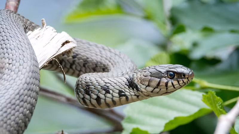 Trong giai đoạn đầu không ăn, tốc độ đốt cháy calo của rắn mang tính lựa chọn, tiêu hao mỡ dự trữ, sau đó tốc độ chuyển hóa giảm dần để giúp chúng tồn tại và đây cũng là tiêu chí giúp cho rắn tiến hóa.