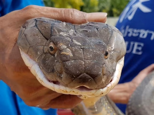 Phản xạ cắn ở rắn độc mạnh hơn một số loài ăn thịt khác vì chúng sử dụng nhát cắn theo cách khác biệt. Ví dụ: hổ giết con mồi bằng cách cắn nhiều lần vào con mồi rồi giữ chặt. Nhưng với rắn độc, chúng chỉ dùng một nhát cắn trong thời gian rất nhanh.