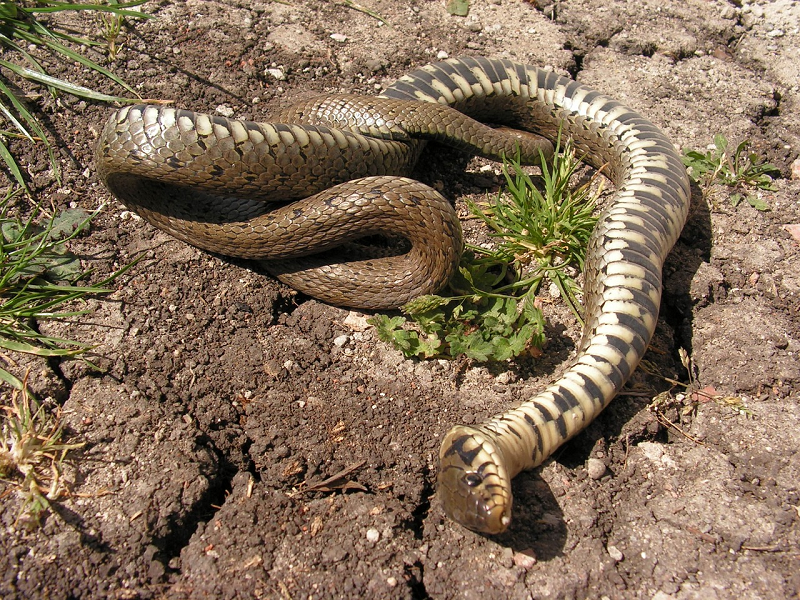 Tuy đã thực hiện nhiều nghiên cứu nhưng những bí ẩn liên quan đến khả năng nhịn ăn của loài rắn đến nay con người vẫn chưa tường hết.