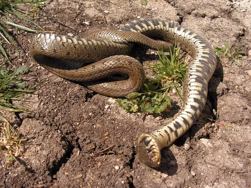 Tuy đã thực hiện nhiều nghiên cứu nhưng những bí ẩn liên quan đến khả năng nhịn ăn của loài rắn đến nay con người vẫn chưa tường hết.