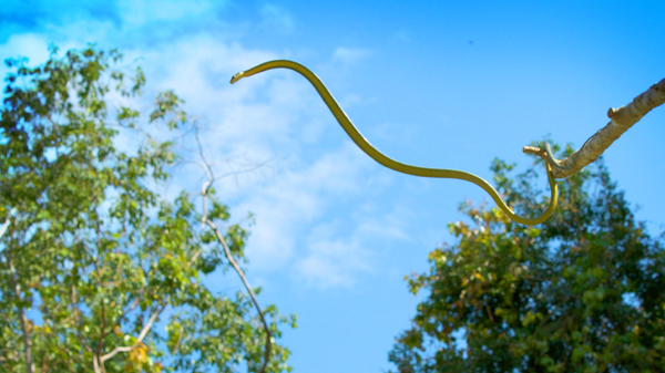 Loài rắn có thể bay hoặc “quăng xa” tới 50 feet (trên 15 mét), truyền từ cây nọ sang cây kia mà không phải bò xuống đất rồi lại leo lên.