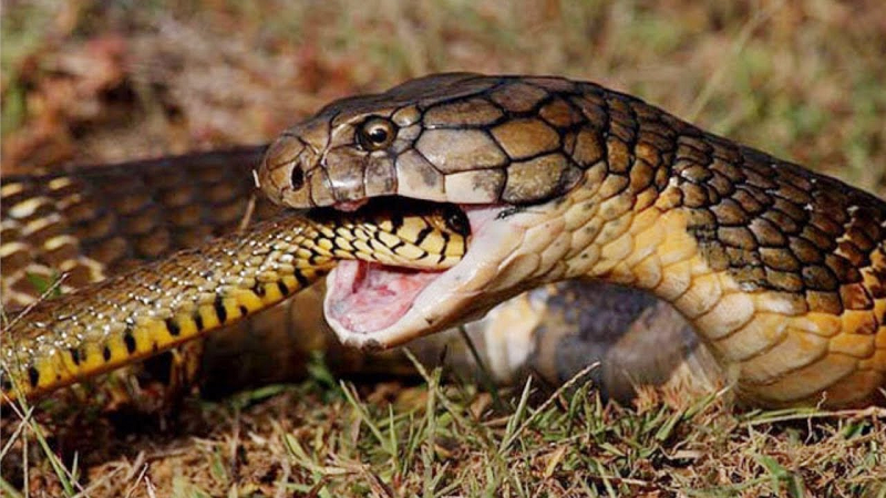  4. Ăn thịt con đẻ: Theo nghiên cứu, rắn là loài động vật ăn thịt đồng loại nhiều nhất trong tự nhiên. Người ta đã nhiều lần ghi lại được cảnh rắn dùng nọc độc để tấn công con mồi, sau khi con mồi bị hạ gục nó bắt đầu nuốt chửng từ phía đầu.