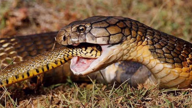  4. Ăn thịt con đẻ: Theo nghiên cứu, rắn là loài động vật ăn thịt đồng loại nhiều nhất trong tự nhiên. Người ta đã nhiều lần ghi lại được cảnh rắn dùng nọc độc để tấn công con mồi, sau khi con mồi bị hạ gục nó bắt đầu nuốt chửng từ phía đầu.