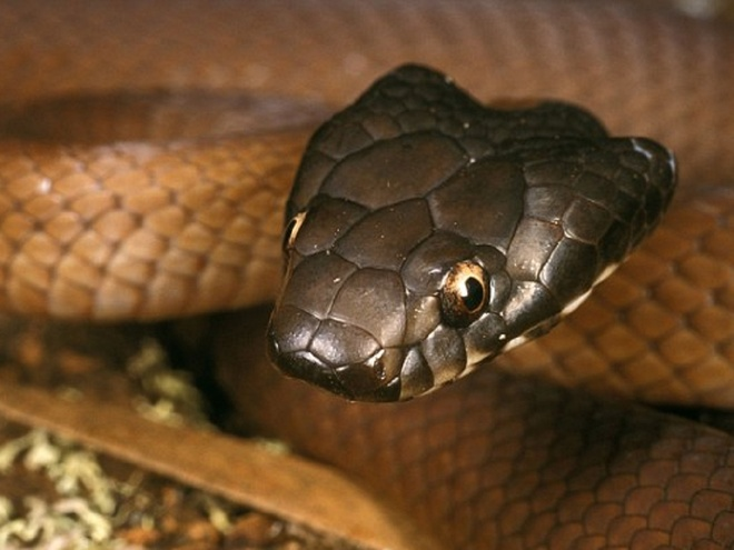 Loài rắn chuông có thể ăn cả những con rắn do chúng đẻ ra nếu như những con này quá yếu không thể tồn tại được.