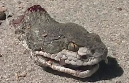 Cắn là một trong những phản xạ của các loài rắn độc như hổ mang hay rắn đuôi chuông, sau khi chúng bị chặt đầu (từ vài phút đến vài giờ).