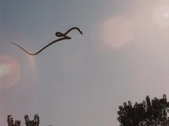 Đúng hơn thì trạng thái bay của rắn ở đây chính là trượt hoặc rơi từ độ cao xuống. Để “bay” được, rắn phải làm “phẳng” cơ thể sau đó chuyển động ở trạng thái hình chữ S, mang tính tịnh tiến đều.