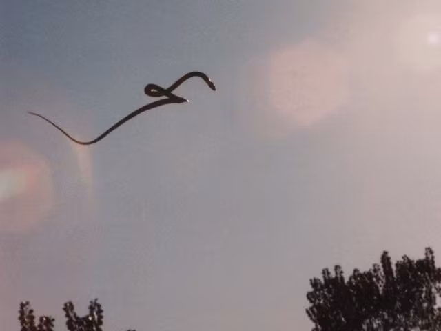 Đúng hơn thì trạng thái bay của rắn ở đây chính là trượt hoặc rơi từ độ cao xuống. Để “bay” được, rắn phải làm “phẳng” cơ thể sau đó chuyển động ở trạng thái hình chữ S, mang tính tịnh tiến đều.