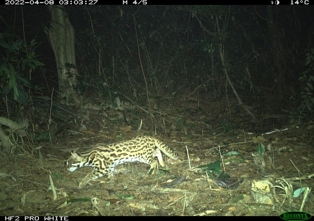 Đây là ghi nhận quan trọng, để đơn vị này tiếp tục có những biện pháp bảo tồn, bảo vệ hữu hiệu mèo rừng cũng như các loài động vật hoang dã khác.