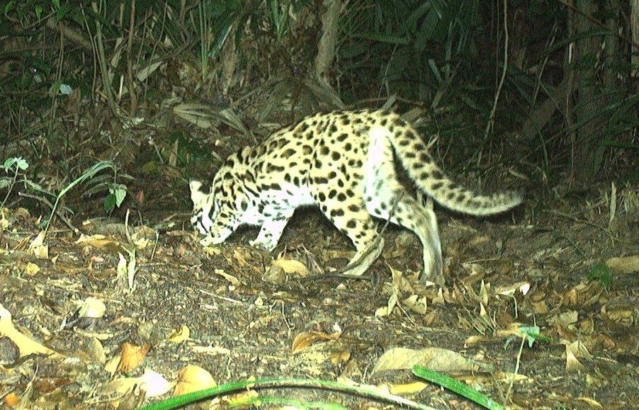 Nguyên nhân là vì chúng có bộ lông sặc sỡ nên nhiều người tìm cách săn bắt để lấy lông hoặc làm thú nuôi. Ngoài ra, nạn phá rừng xảy ra càng nhiều làm cho môi trường sống của mèo rừng cũng bị thu hẹp.