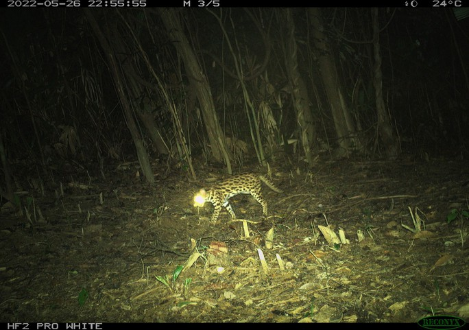 Kích thước mèo gấm tương đương mèo nhà, dài khoảng 60 cm, trọng lượng từ 2-5kg nhưng điểm khác biệt là đuôi khá dài, lên đến 55 cm.