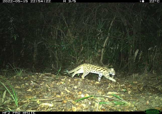 Mèo rừng là động vật hoang dã thuộc nhóm IIB nguy cấp, quý hiếm đang hiện diện giữa núi rừng Trường Sơn và đang được bảo vệ tốt tại Khu bảo tồn thiên nhiên Đakrông (huyện Đakrông, tỉnh Quảng Trị).