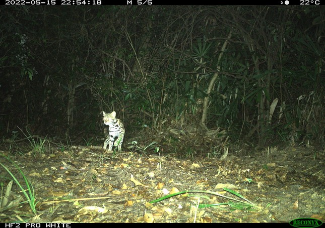 Những năm qua, ngoài việc tuần tra rừng thường xuyên, công tác tuyên truyền bảo vệ động vật hoang dã luôn được Ban Quản lý Khu BTTN Đakrông chú trọng. Nhờ vậy, người dân dần hiểu được vai trò cũng như tầm quan trọng của việc bảo vệ rừng nói chung và bảo vệ động vật hoang dã nói riêng.